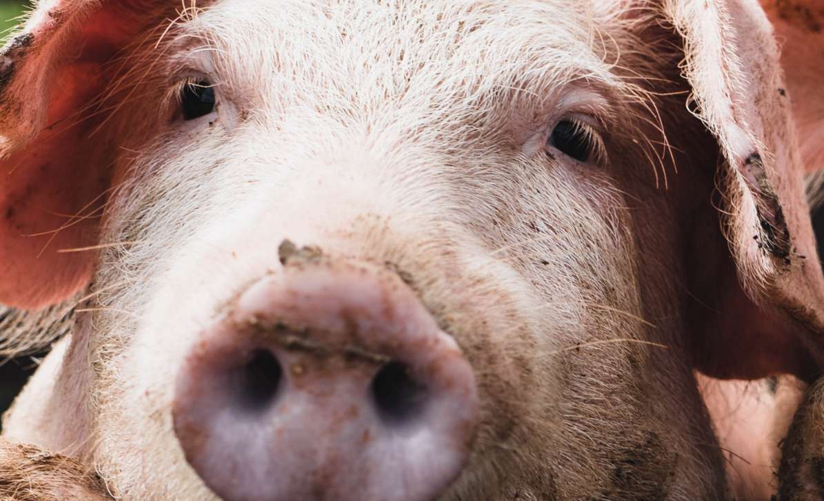 Why do Jews not eat pork?. God banned it, and believers tried to… by Jonathan Poletti I blog