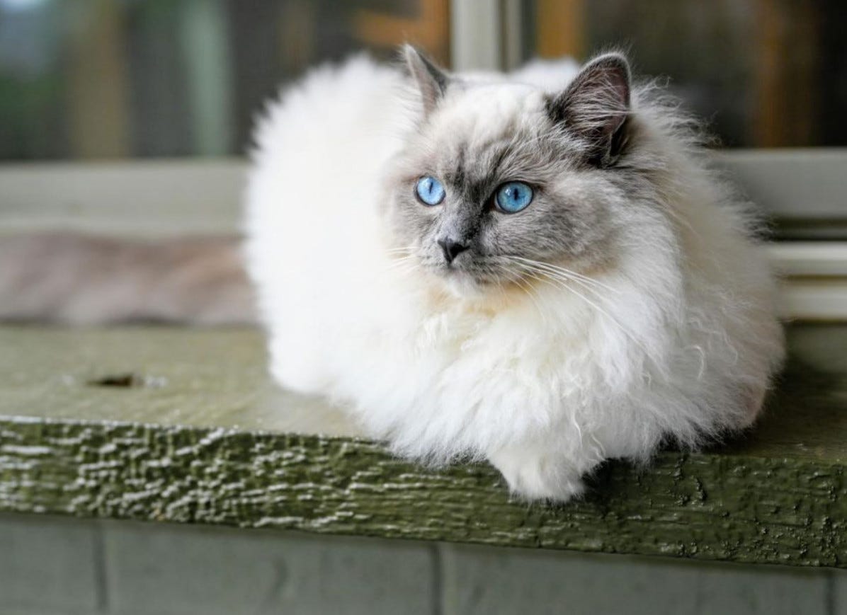 What Illnesses Are Ragdoll Cats Prone To? by Maine Coon Cats Medium