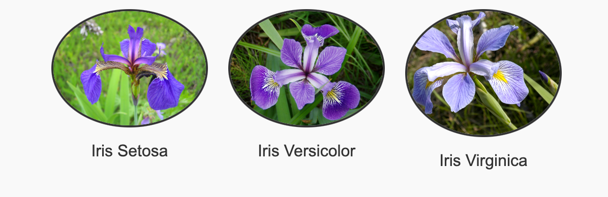 A Beginner’s Guide to Machine Learning with Python: Iris Flower ...