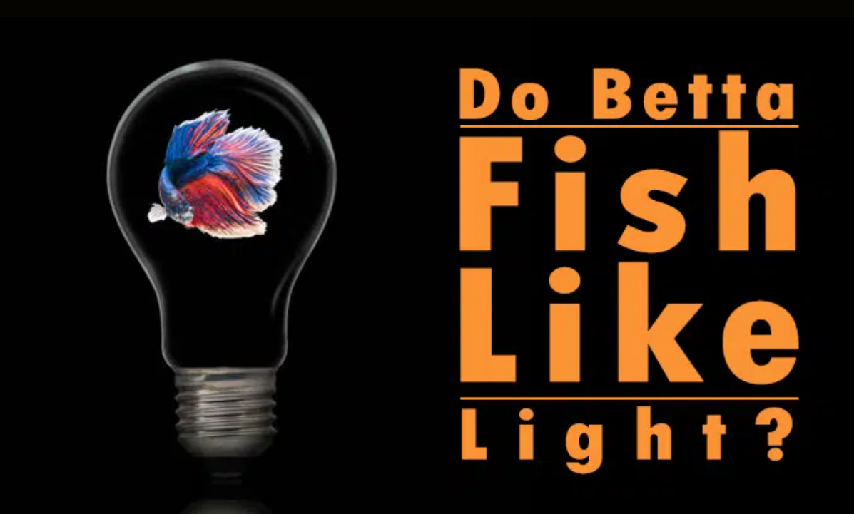 Do Betta Fish Like Light? Nice Betta Thailand Medium
