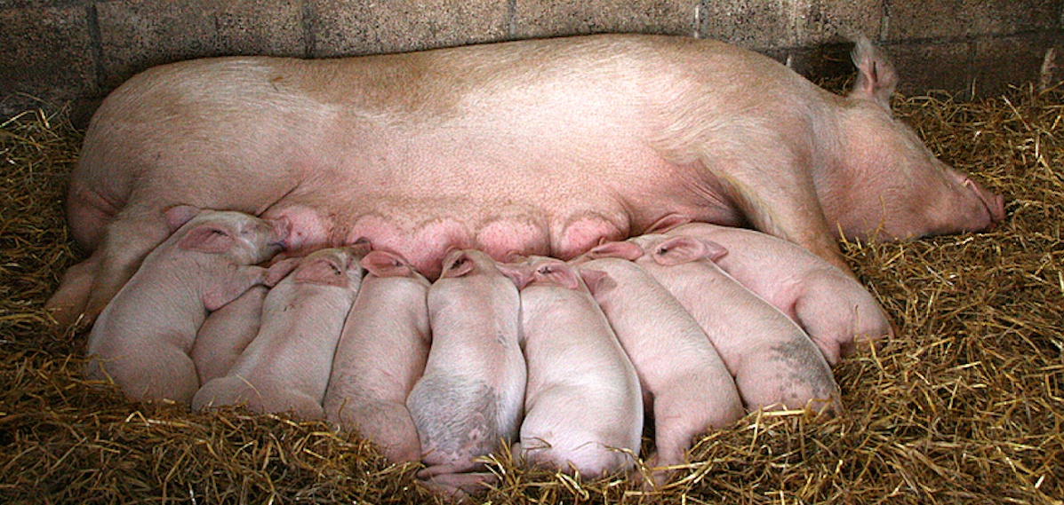 не интересующий свиней. свинья зачеркнута в круге. факты о свиньях. не интересующий свиней. интересные факты о свиноводстве.