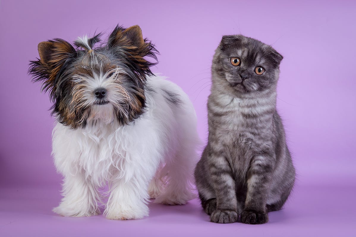Understanding the Compatibility of Dog and Cat Breeds Unique Insights
