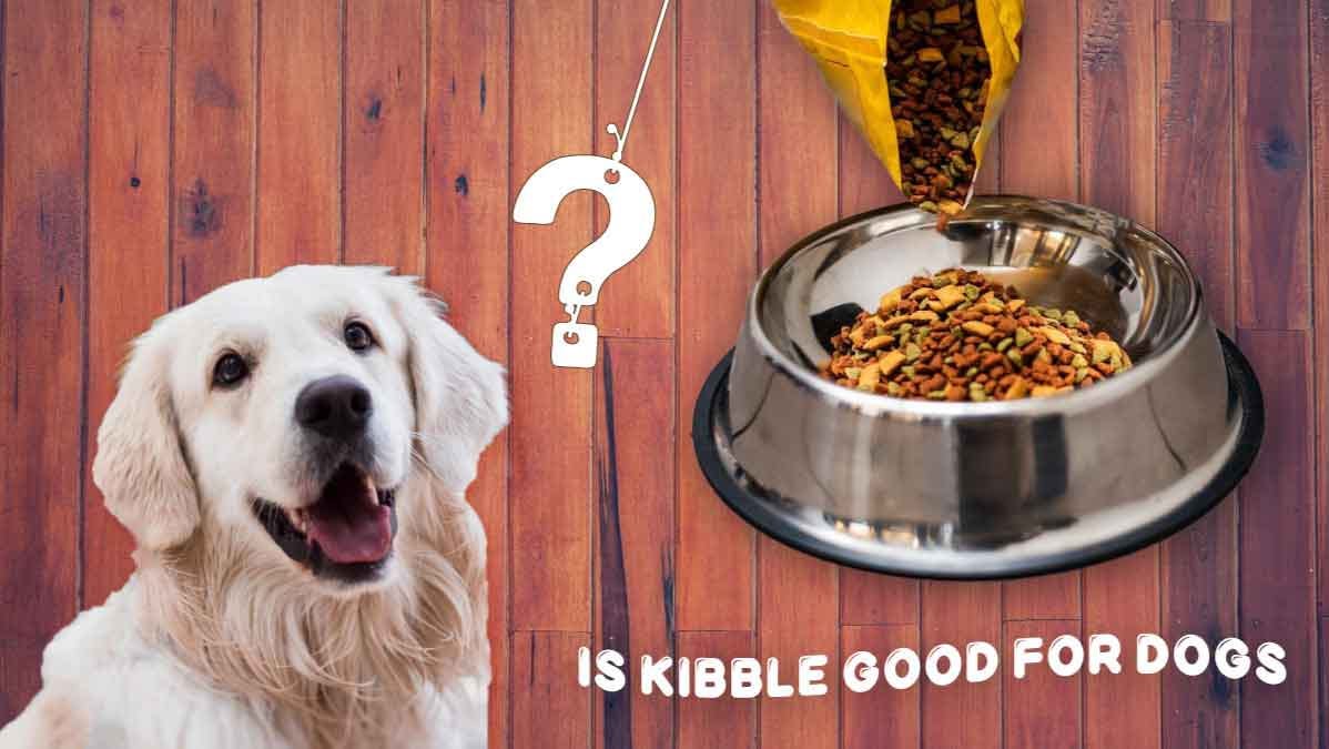 7 Issues with Kibble Is kibble good for dogs? MyPetGuides Medium