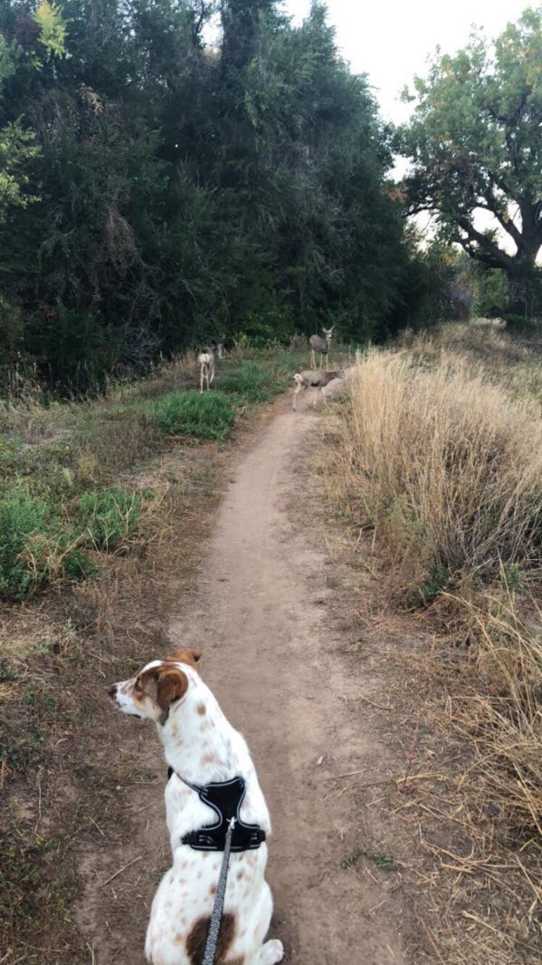 Trail near me hot sale to walk my dog