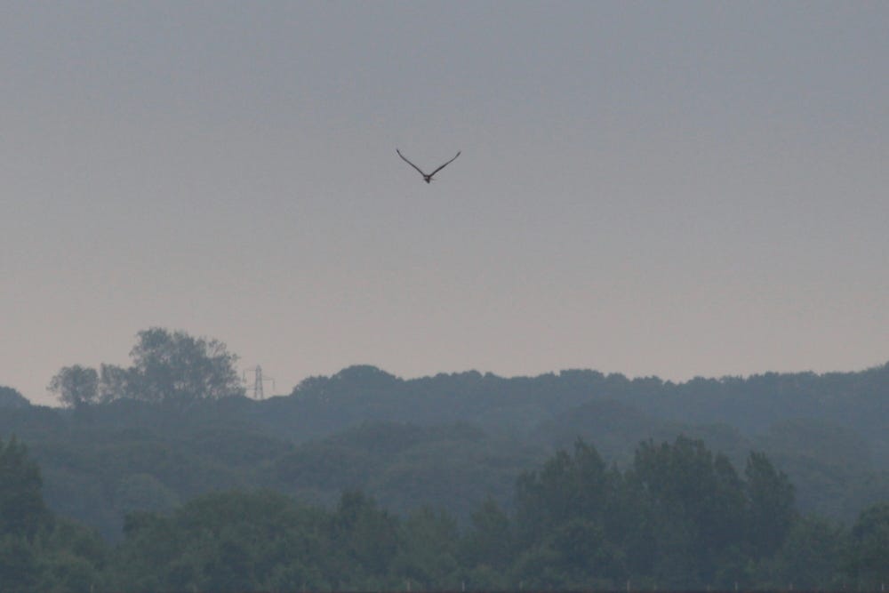 Osprey at Arlington Reservoir, East Sussex by Paolo Oprandi Nature