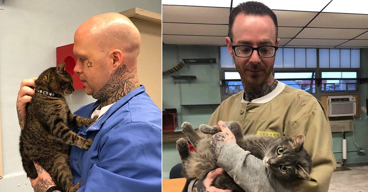 The Prison Kitties Who Help Rehabilitate Convicts | by Jason Provencio |  Bouncin' and Behavin' Blogs | Medium