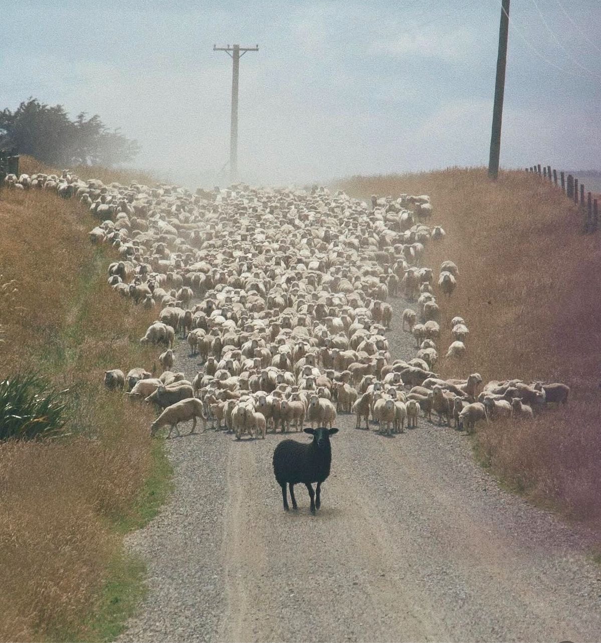 The Black Winter Sheep.