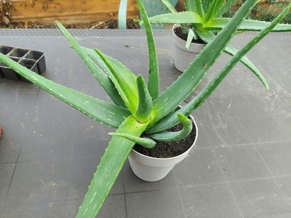 masque aloe vera cheveux Masque Aloe Vera & Argan – Soin Hydratant & Nourrissant Visage & Cheveux main image 0