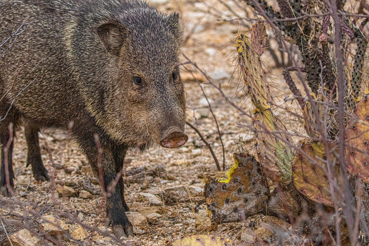 10Question Quiz About Javelinas. How much do you really know about