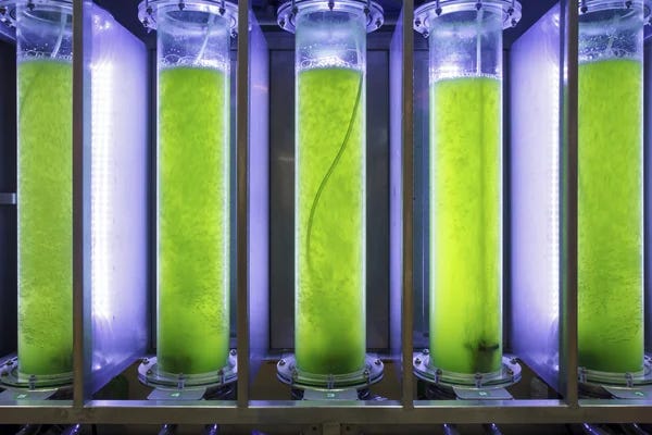 My idea to improve bio-battery from algae | by Allison Dominguez Fernandez  | Medium