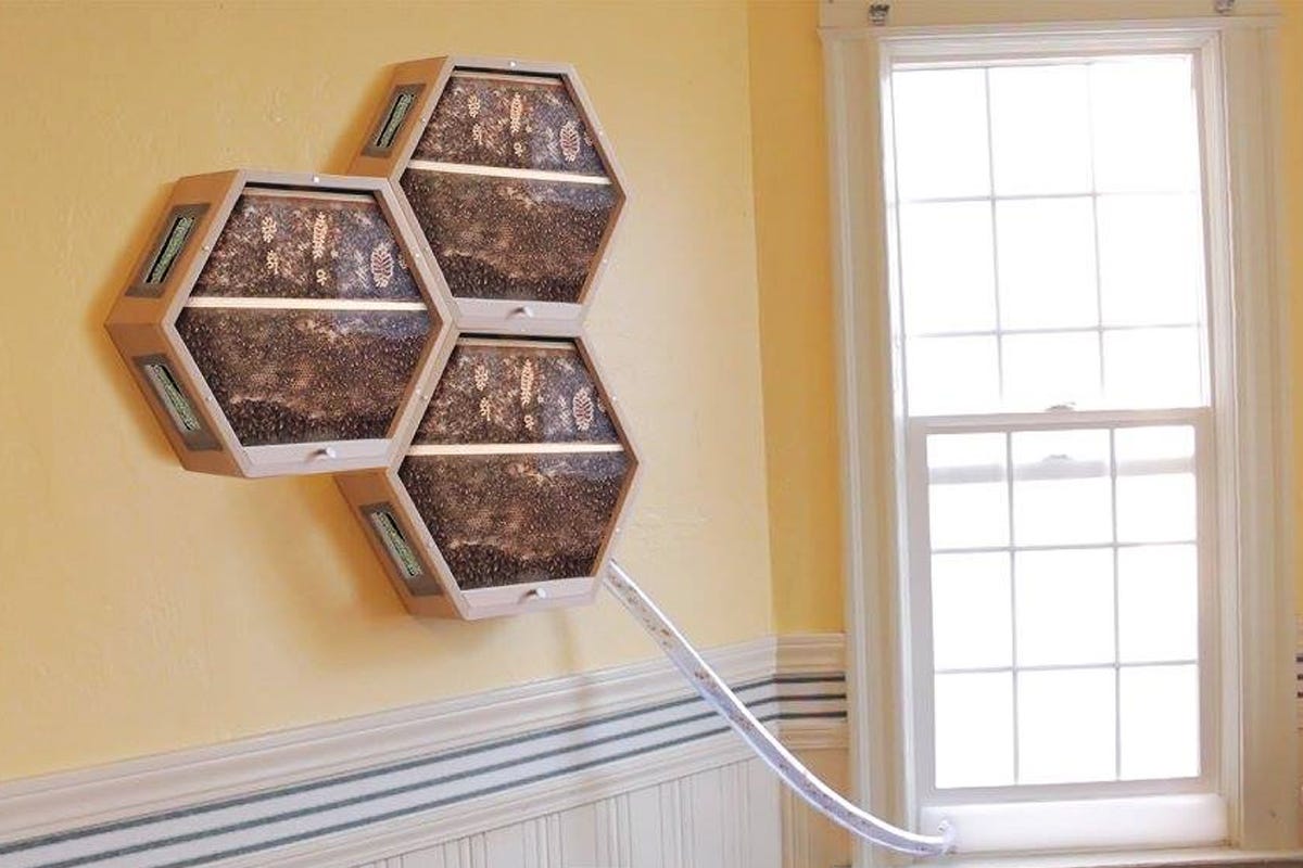 Les inventions et innovations scientifiques au secours des abeilles