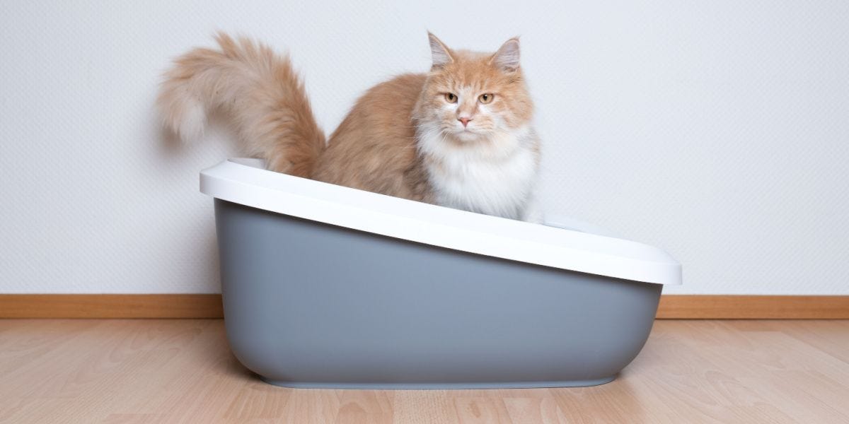 How To Get Poop Out Of Cat Fur — All About Cats by ProductsReviewings