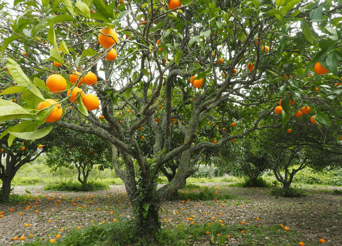 How To Grow Dwarf Citrus Trees (Red Navel Orange Tree Care) by