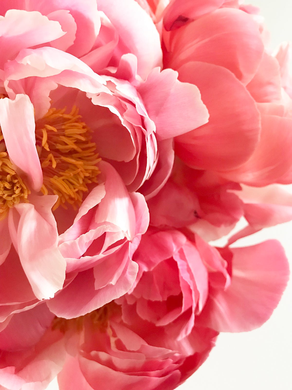 How Carnation Became the Official Flower for Mother’s Day by NJ
