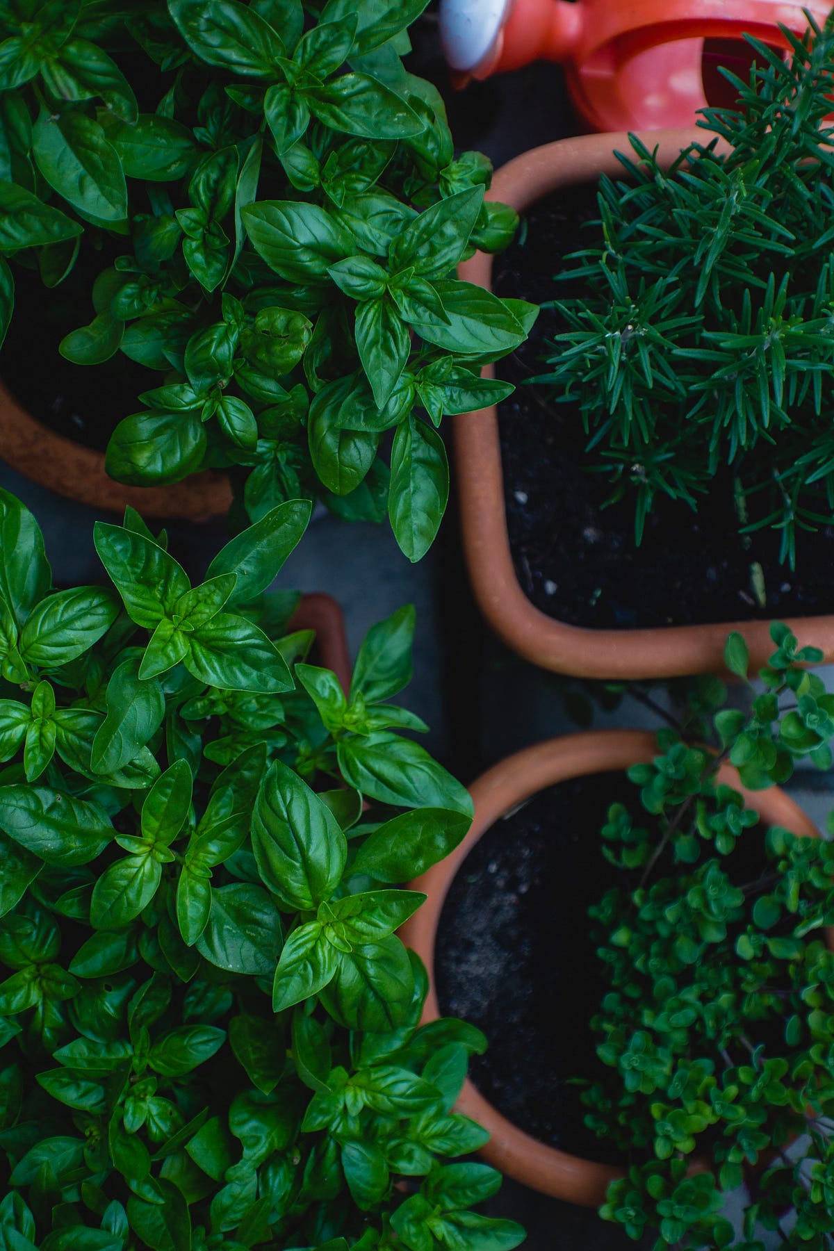 7 Tips for Growing Herbs Indoors. Will they survive? by Edward West