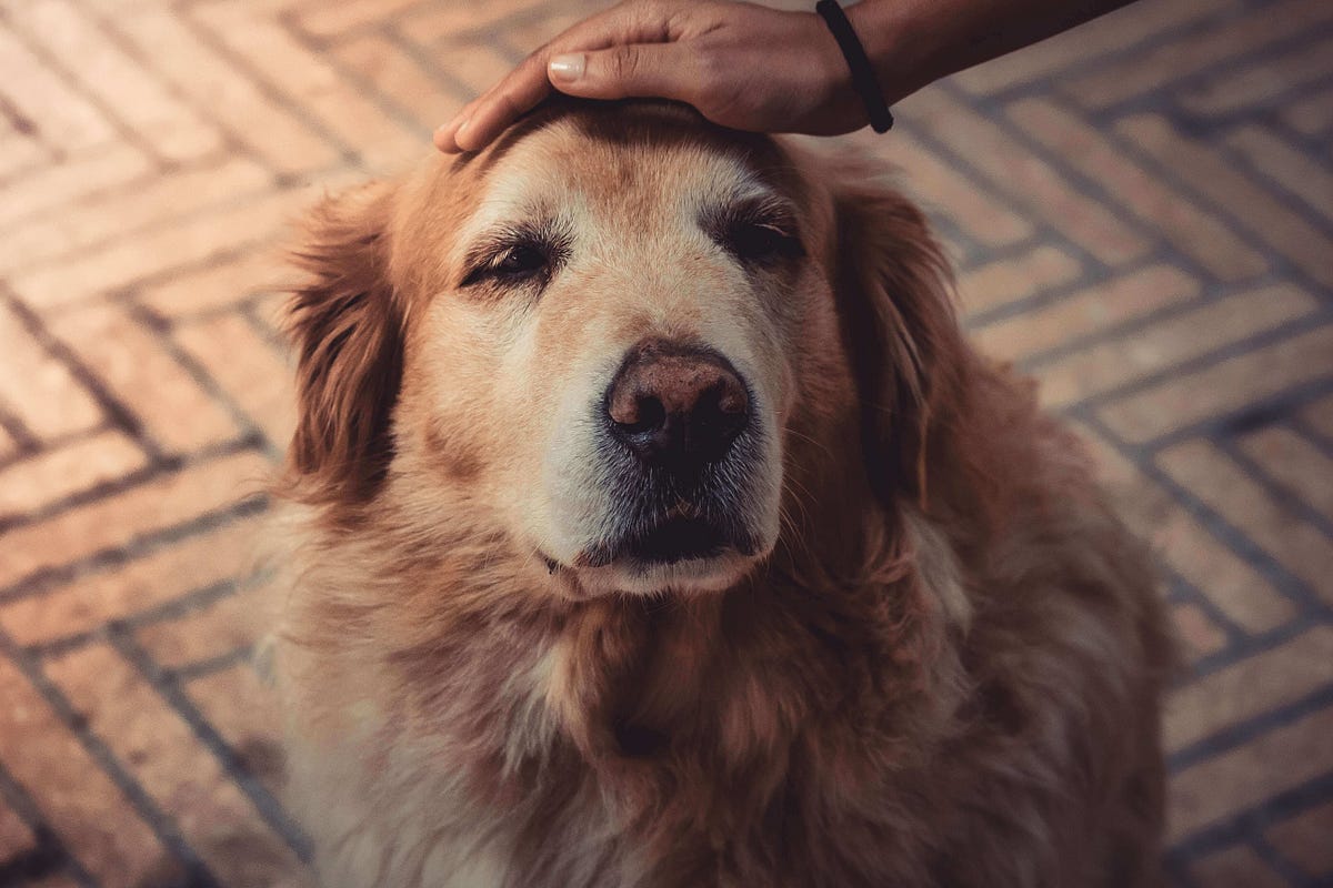 How to Care for an Aging Dog Vital Tips & Insights by Jean P. Ames