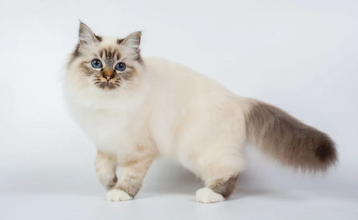 Where to Get a Ragdoll Cat? by Maine Coon Cats Medium