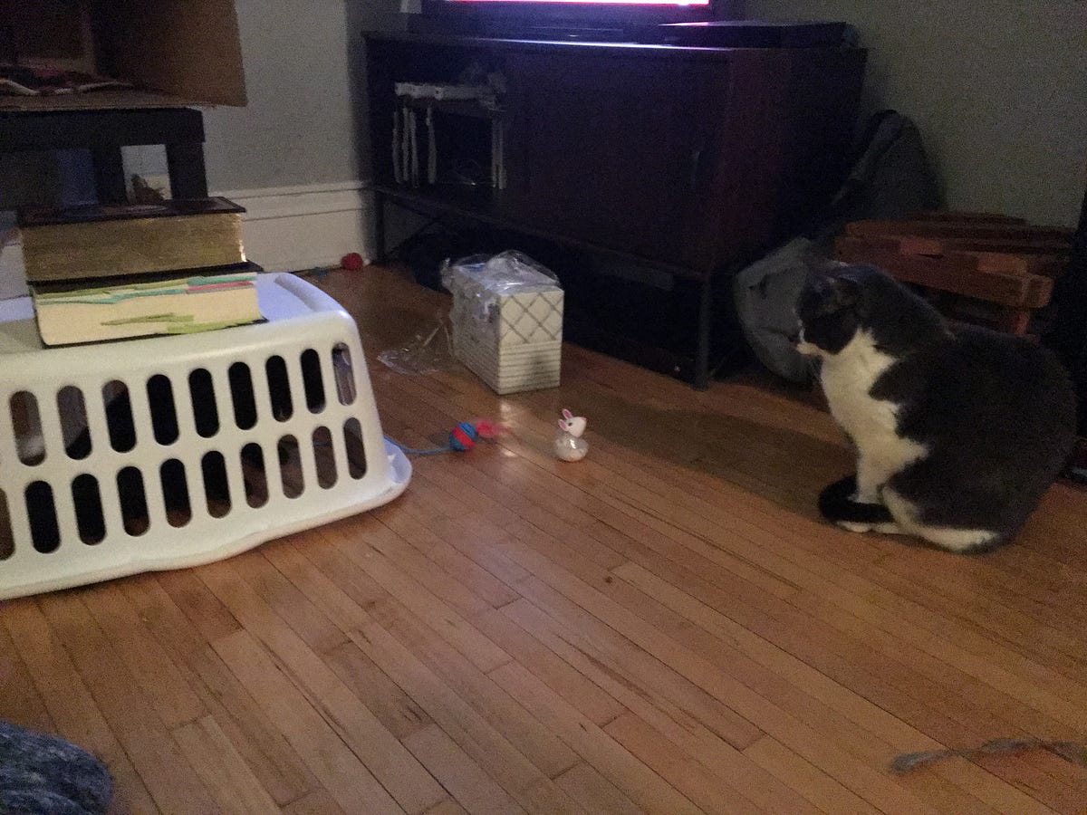 Does My Cat Need a Companion?. It’s a question pretty much every cat