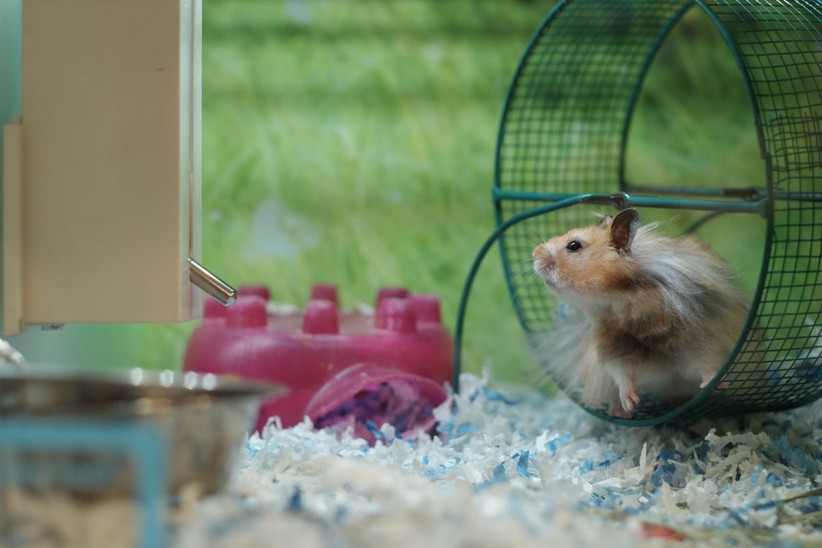 And Where There Are Hamster Cages, There Are Hamster Wheels by Savannah Breeze Jones