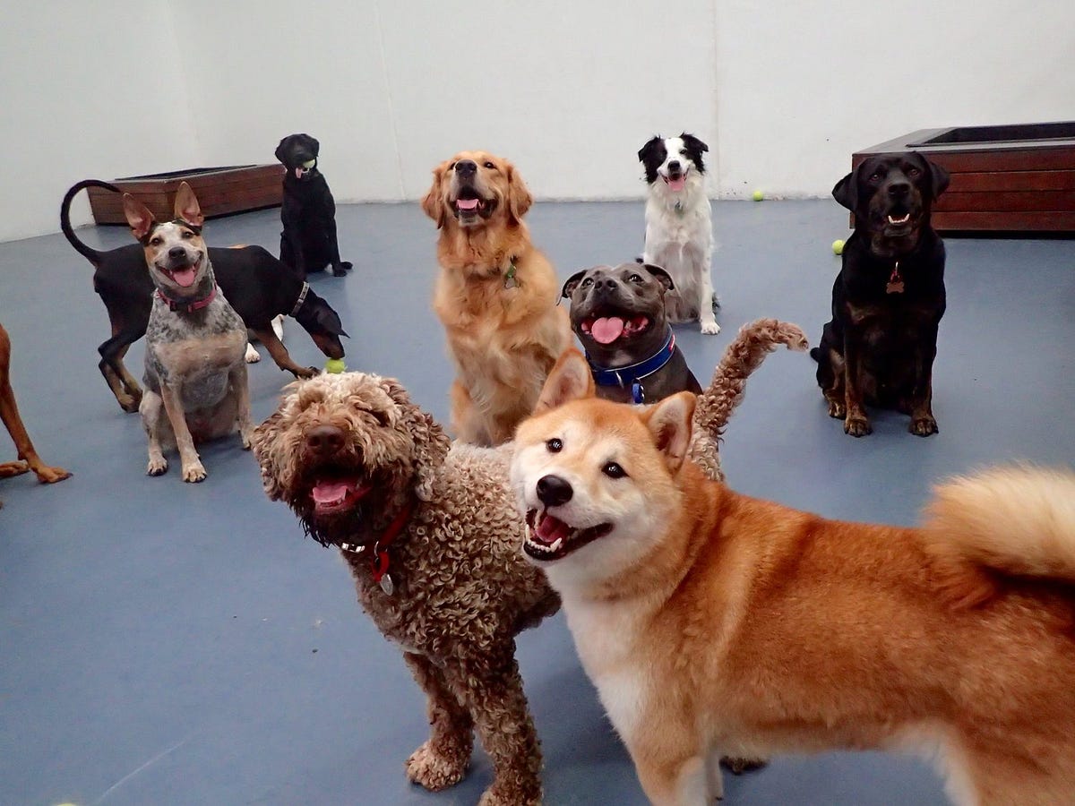 Dog grooming products help dog look and feel well by Peter Nevill