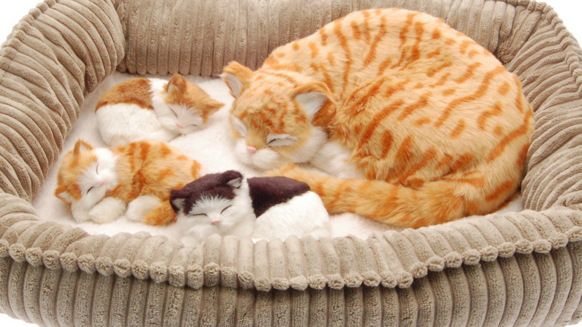 Buy Sleeping Cat Toy Breathing at Amazon by Whitepersiancat Medium