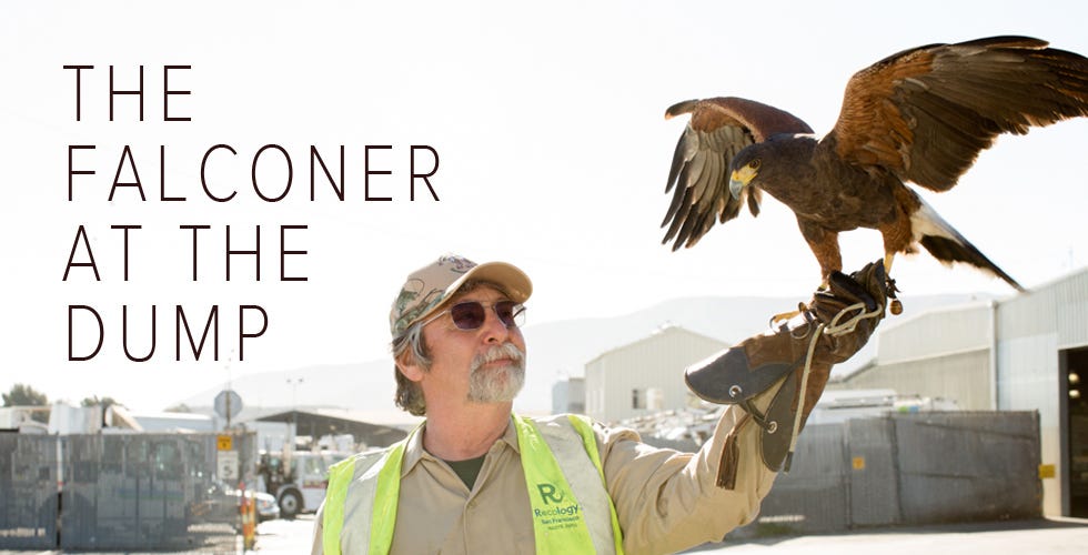 Image of: This Guy and His Trained Hawks Work at the SF Dump