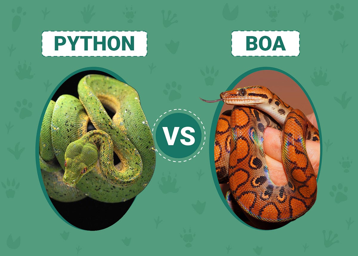🐍 Ultimate Showdown: Who Would Win in a Battle Between a Python and a ...