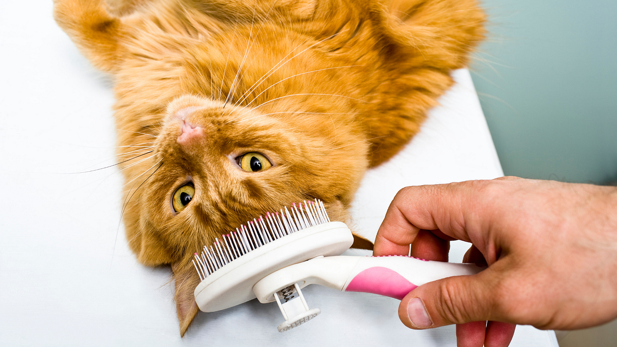 Top Cat Care Tips for Beginners New Cat Owner Guide by Jean Johnson