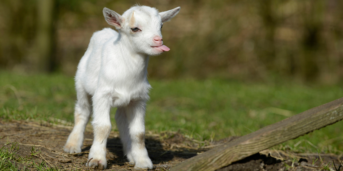 Image of: You’ve Gotta Goat to This Festival — The Bold Italic — San Francisco