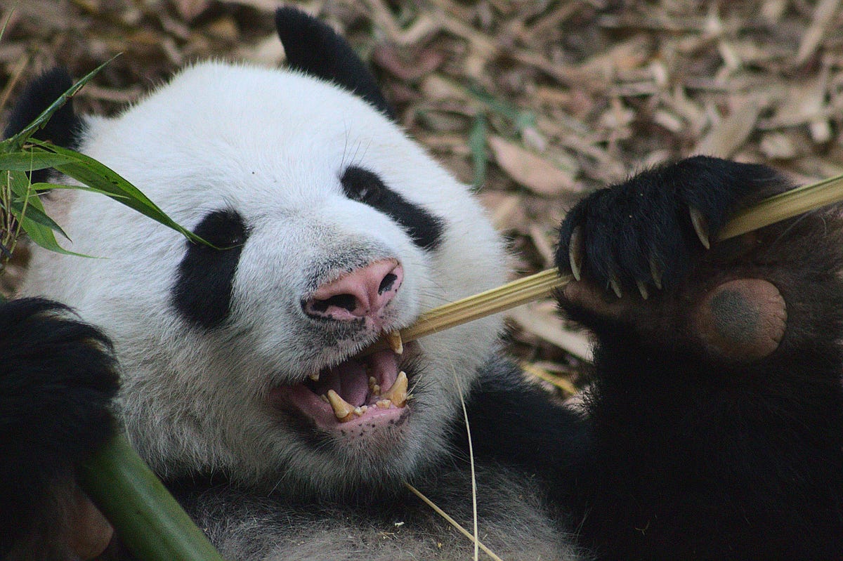 How to rename columns in pandas a quick guide towards data science