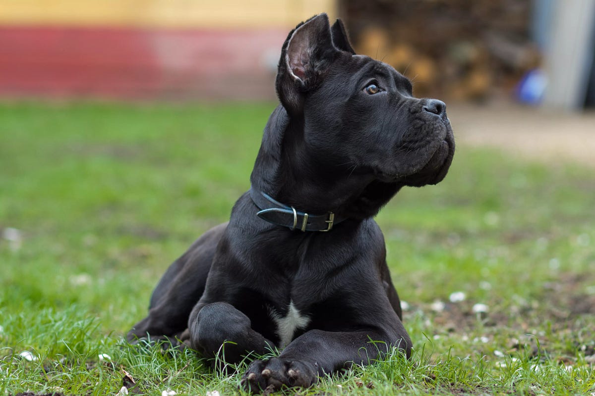 Pocket bully: Dog breed characteristics & care