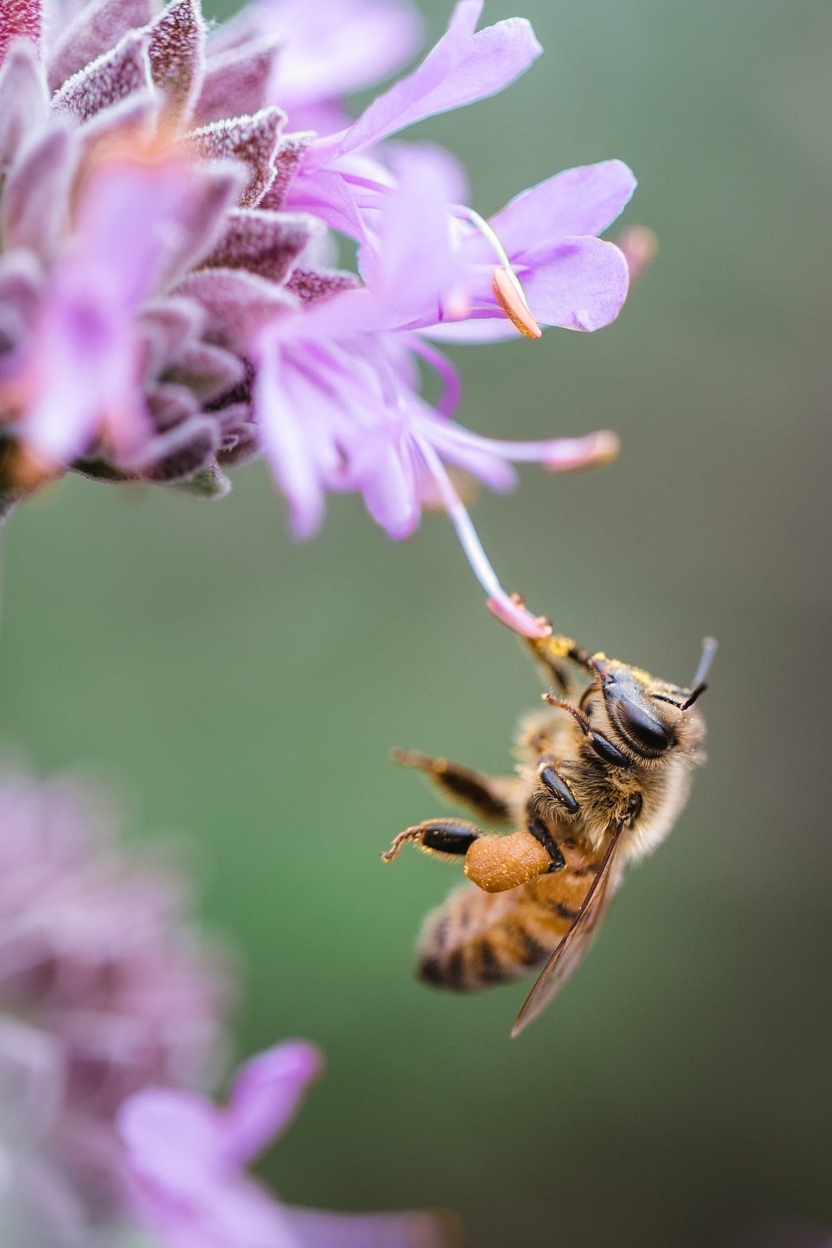 The Bee That Waved at Me Part II. A Short Story | by Jenny Alexander ...
