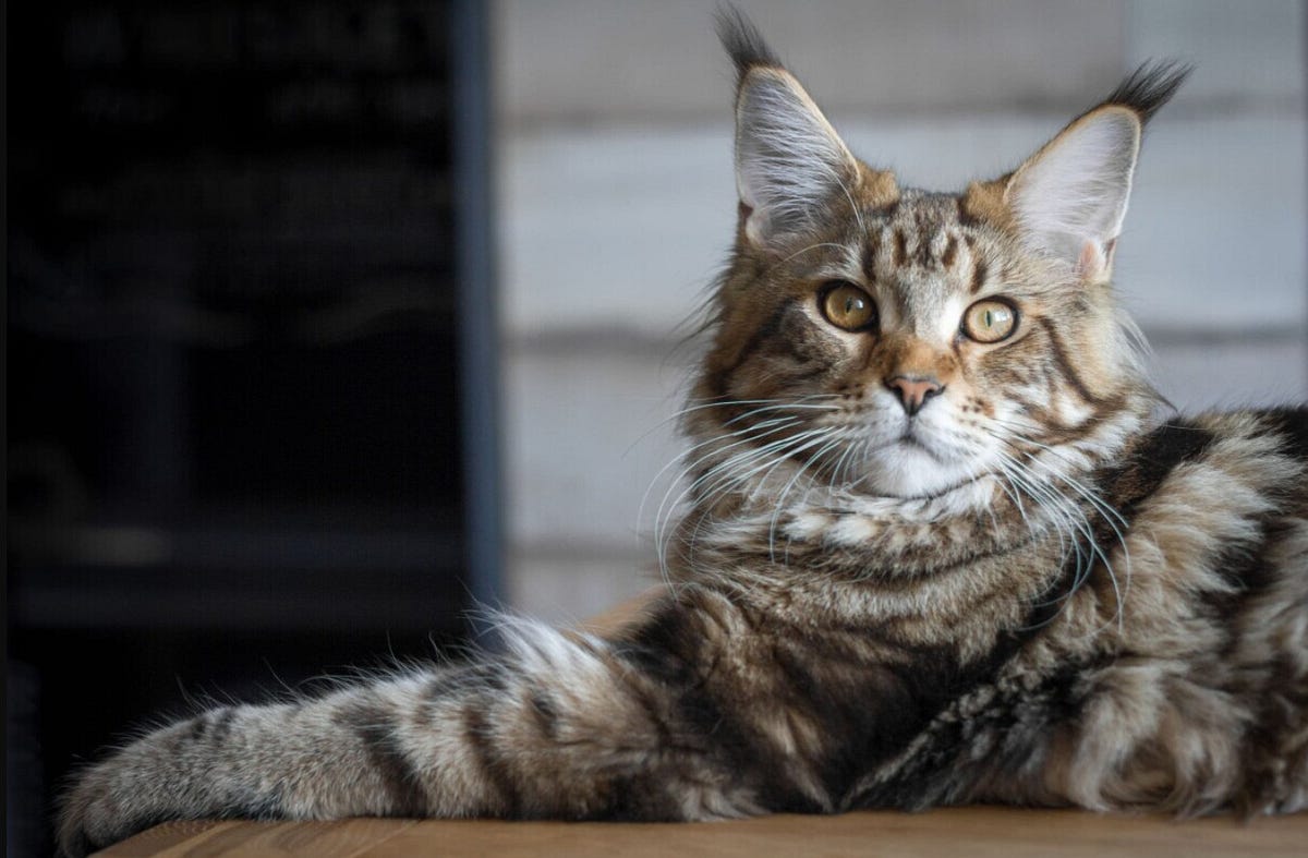 Pros and Cons of Owning a Maine Coon Cat by Maine Coon Cats Medium
