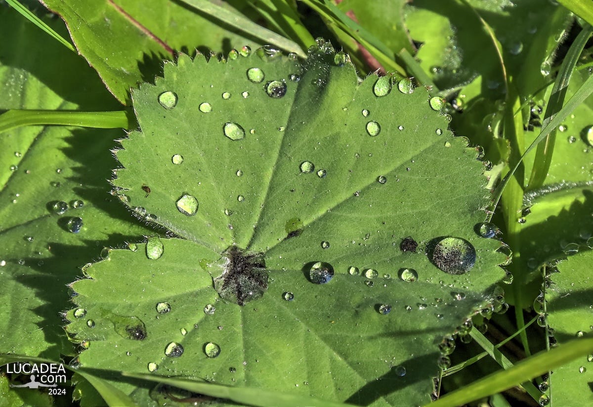 Riflessi d’acqua su una foglia verde
