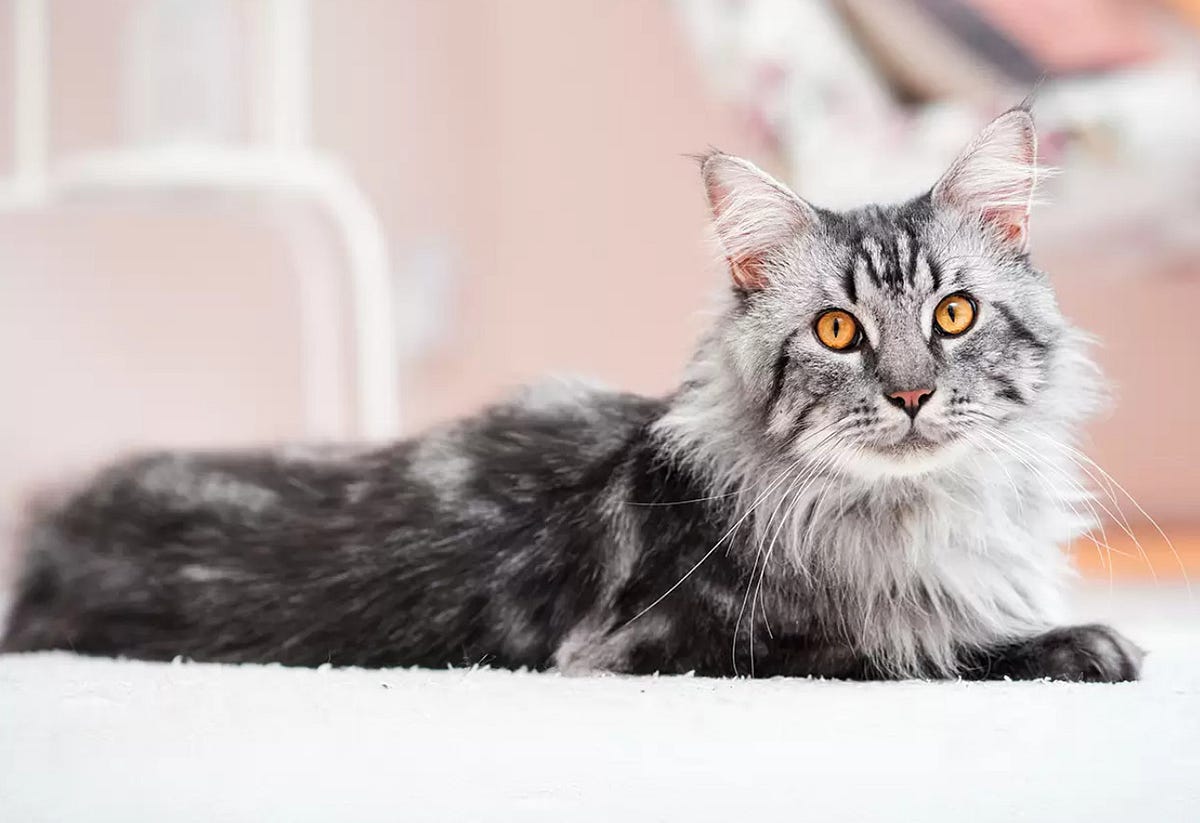 How Big is a Maine Coon Cat Fully Grown? by Maine Coon Cats Medium