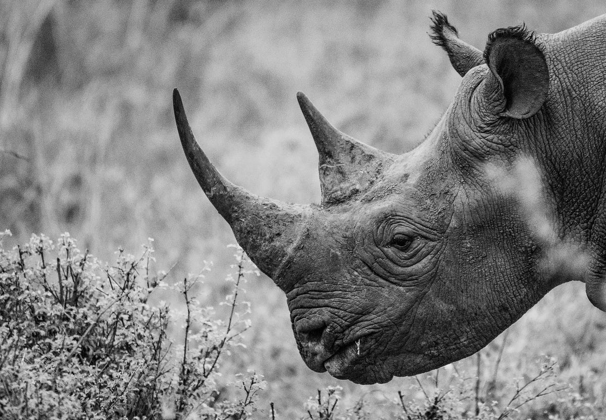 Rhinoceros Horns More Valuable Than Gold by My Biology Experience