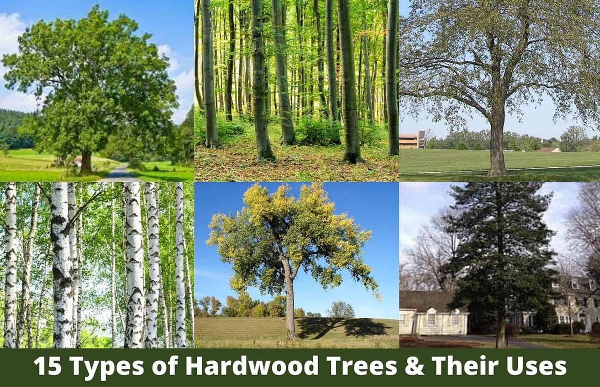 15 Types of Hardwood Trees for House Construction by Mike Mahajan