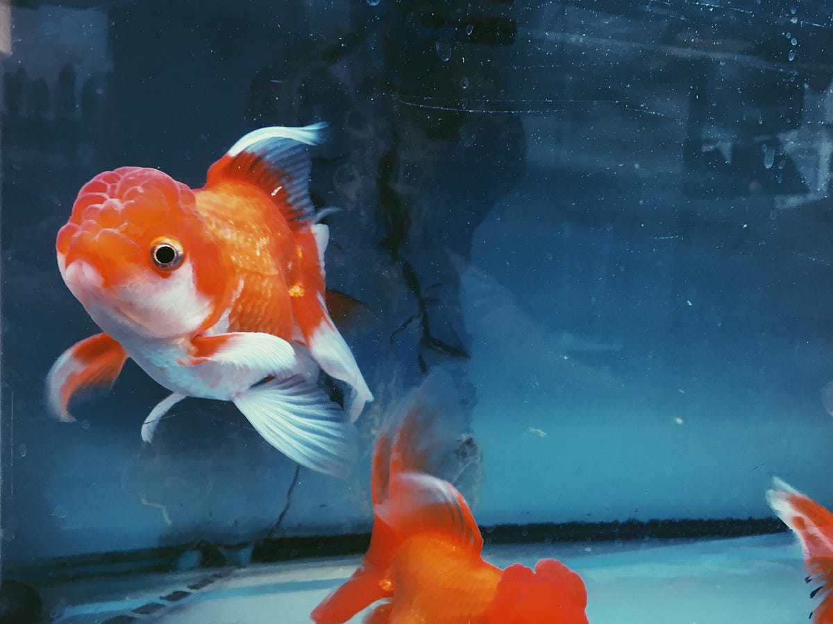 Humans Now Have a Shorter Attention Span Than Goldfish by Sushmita