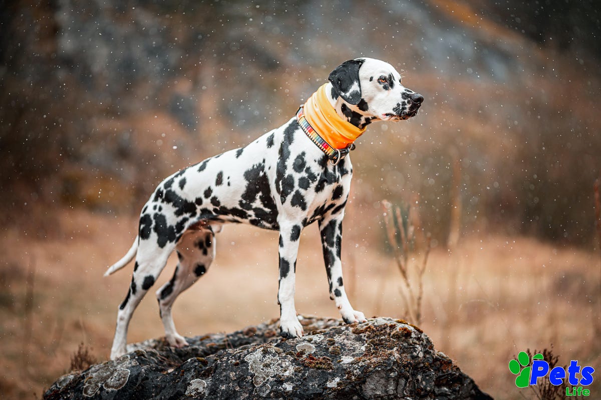 Are Dalmatians Aggressive? Unveiling the Truth About Their Popularity