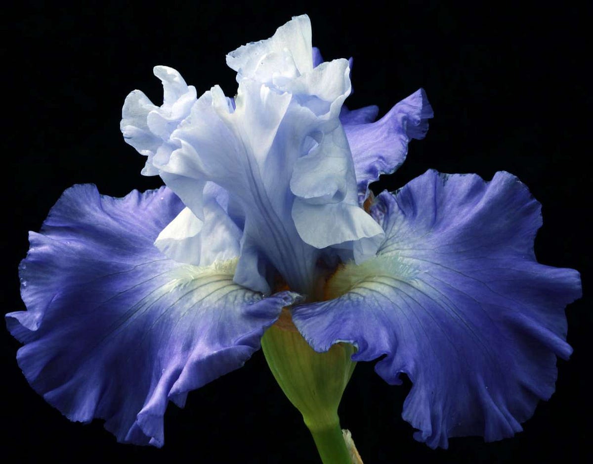 What You Need to Know When to Trim Irises by Advice.news May, 2023 Medium