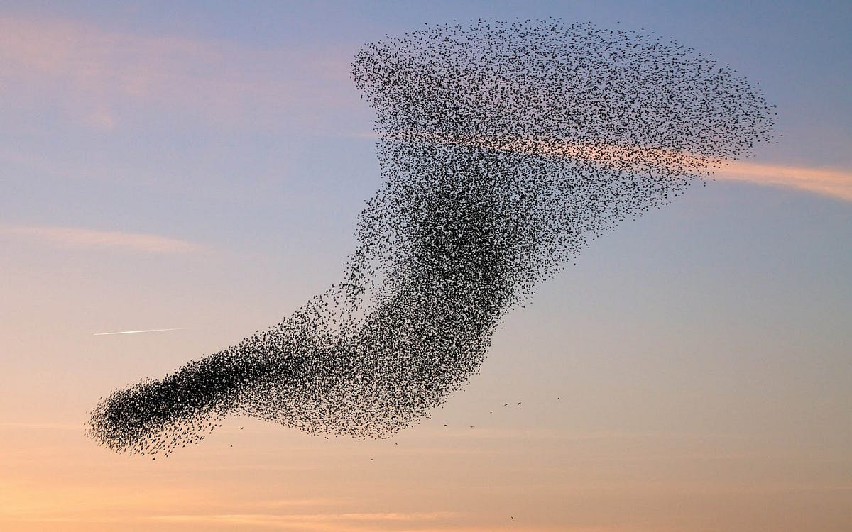 Algorithms In Nature [Part-1]. Simulating birds flocking, by Aditya  Ananthram