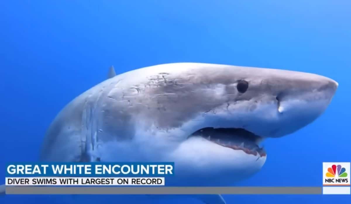 World Record Great White world-record-great-white