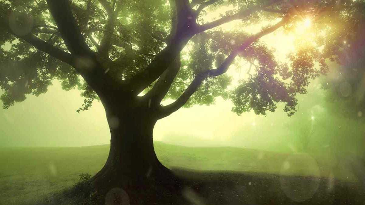 Der Traumwunschbaum — Märchen
