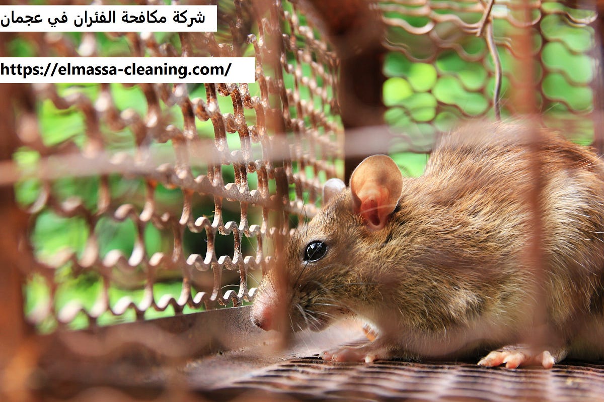 شركة مكافحة الفئران في عجمان. تقوم شركة مكافحة الفئران في عجمان… | by  Rowadcleaning | Medium