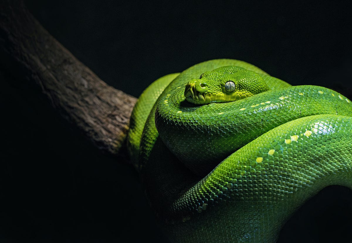 What Is The Snake Diet By Nikola F Snake Diet