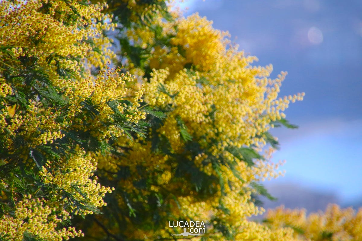 Un albero di mimose in fiore per festeggiare tutte le donne