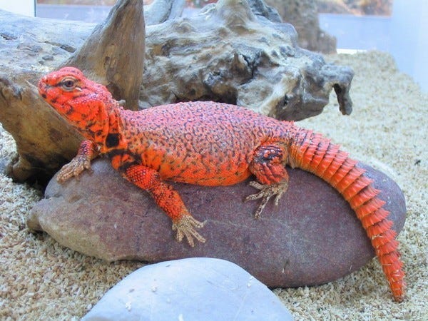 10 Ridiculously Red Reptiles. Today's article for Christmas Eve will… | by  Reptile World Facts | Medium