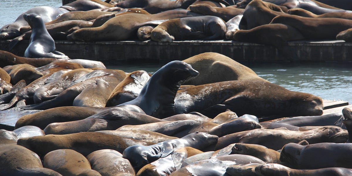 26th Anniversary of the California Sea Lions Arrival at Pier 39 in San  Francisco - The Life of Luxury
