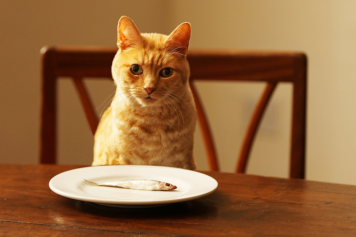 How to choose your cat’s favorite food by Nora Glover Medium