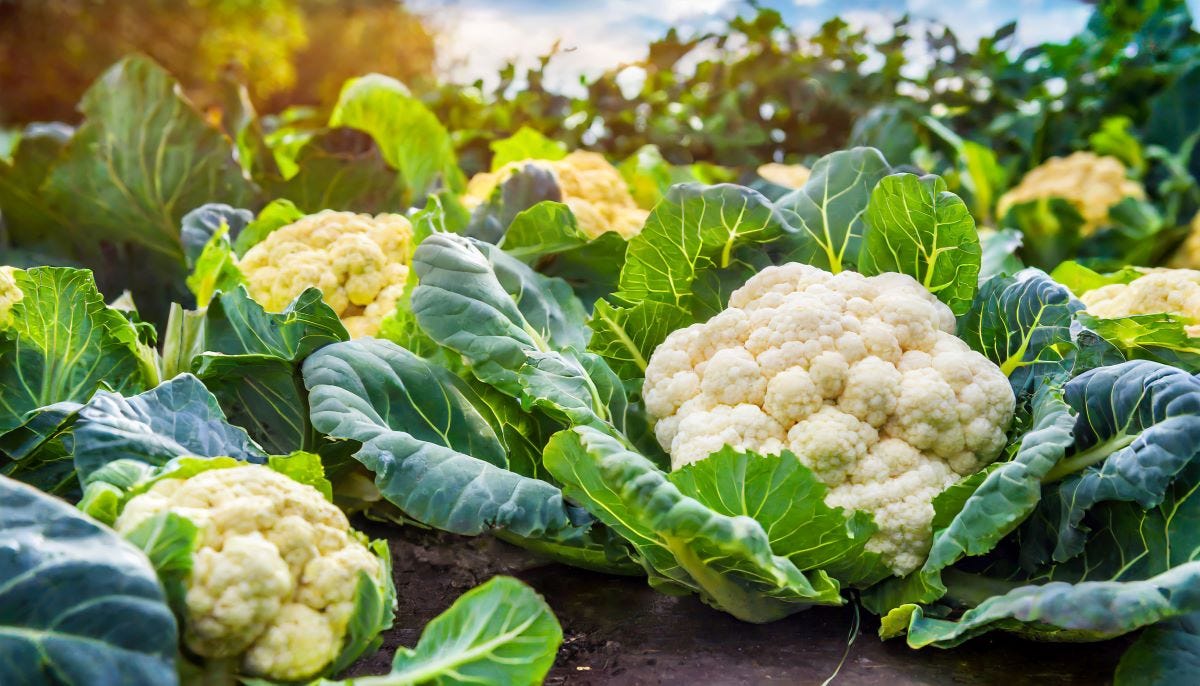 How To Plant Cauliflower From Seed A Complete Guide by Lindsay Olin The Gardening